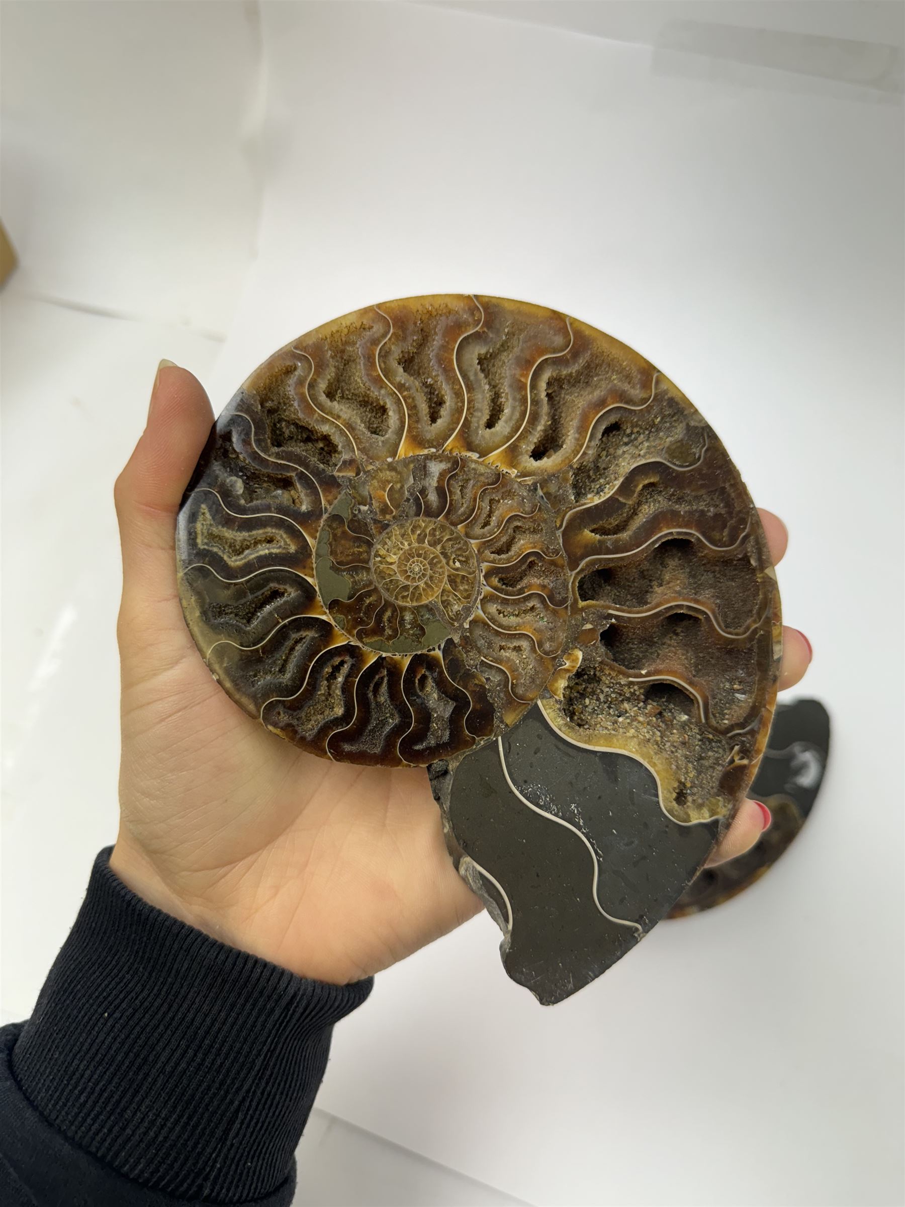 Pair of Cleoniceras ammonite fossil slices, with polished finish, age: Cretaceous period, location: Madagascar, D14cm