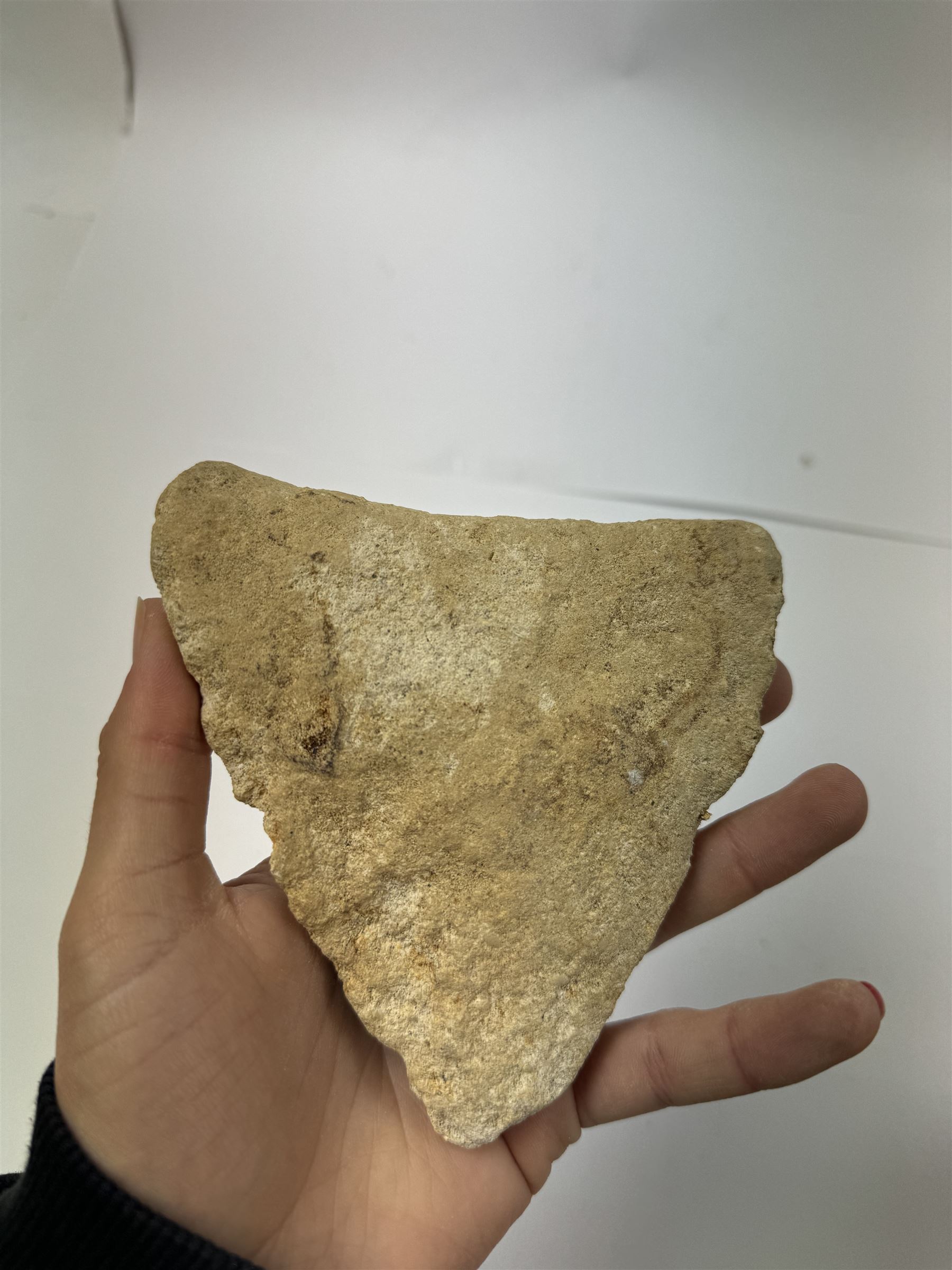 Megalodon (Otodus Megalodon) tooth fossil, with fine serrations, in matrix age; Miocene period location; Java, Indonisia, H12cm, W12cm 
Notes; Believed to have grown as large as 18 metres, the Megalodon was the largest shark and one of the most dominant marine predators ever to have existed. It roamed the ancient seas for around 20 million years until their extinction around 3.6 million years ago. Megalodon teeth vary in colour and ton. influenced and coloured over the millennia by the conditions in which they are preserved