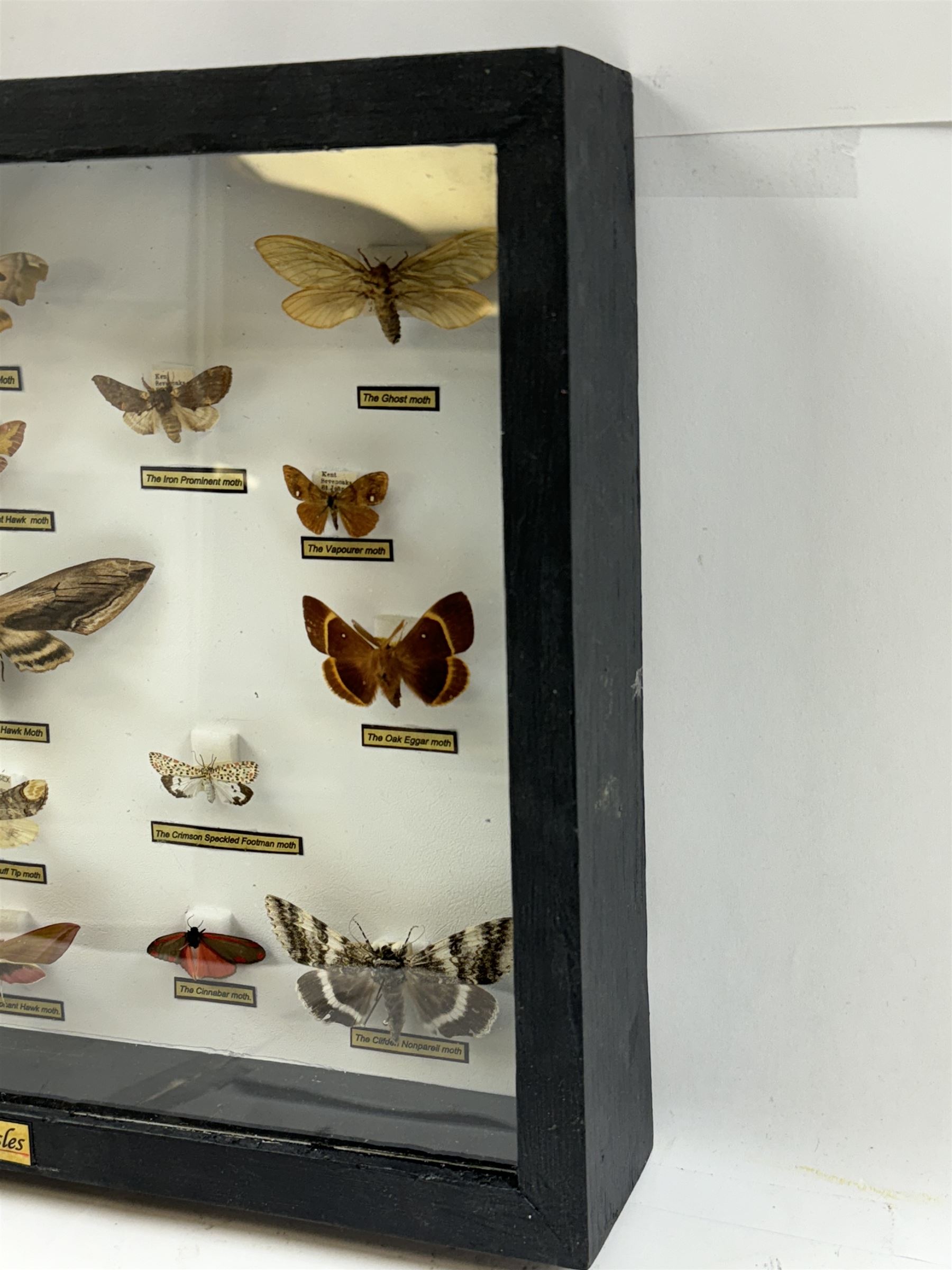 Entomology: Single glazed display of Moths of the British Isles, circa 20th century, single glazed display containing nineteen various specimens, including Privet Hawk moth, Puss moth, Lime Hawk moth, Elephant hawk moth, some with attached data labels, all pinned upon foam backing and named labels, enclosed within a glazed ebonised display case, H28cm, L38cm