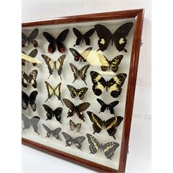 Entomology: Single glazed display of butterflies, circa 20th century, single glazed display containing twenty three various specimens, some with attached data labels, all pinned upon foam backing and named labels, enclosed within a glazed entomology drawer, H46cm, W46cm