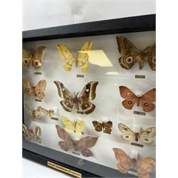 Entomology: Single glazed display of African Saturniidae (Emperors) moths, circa 20th century, single glazed display containing fourteen various specimens, some with attached data labels, all pinned upon foam backing and named labels, enclosed within a glazed ebonised display case, H39cm, L50cm