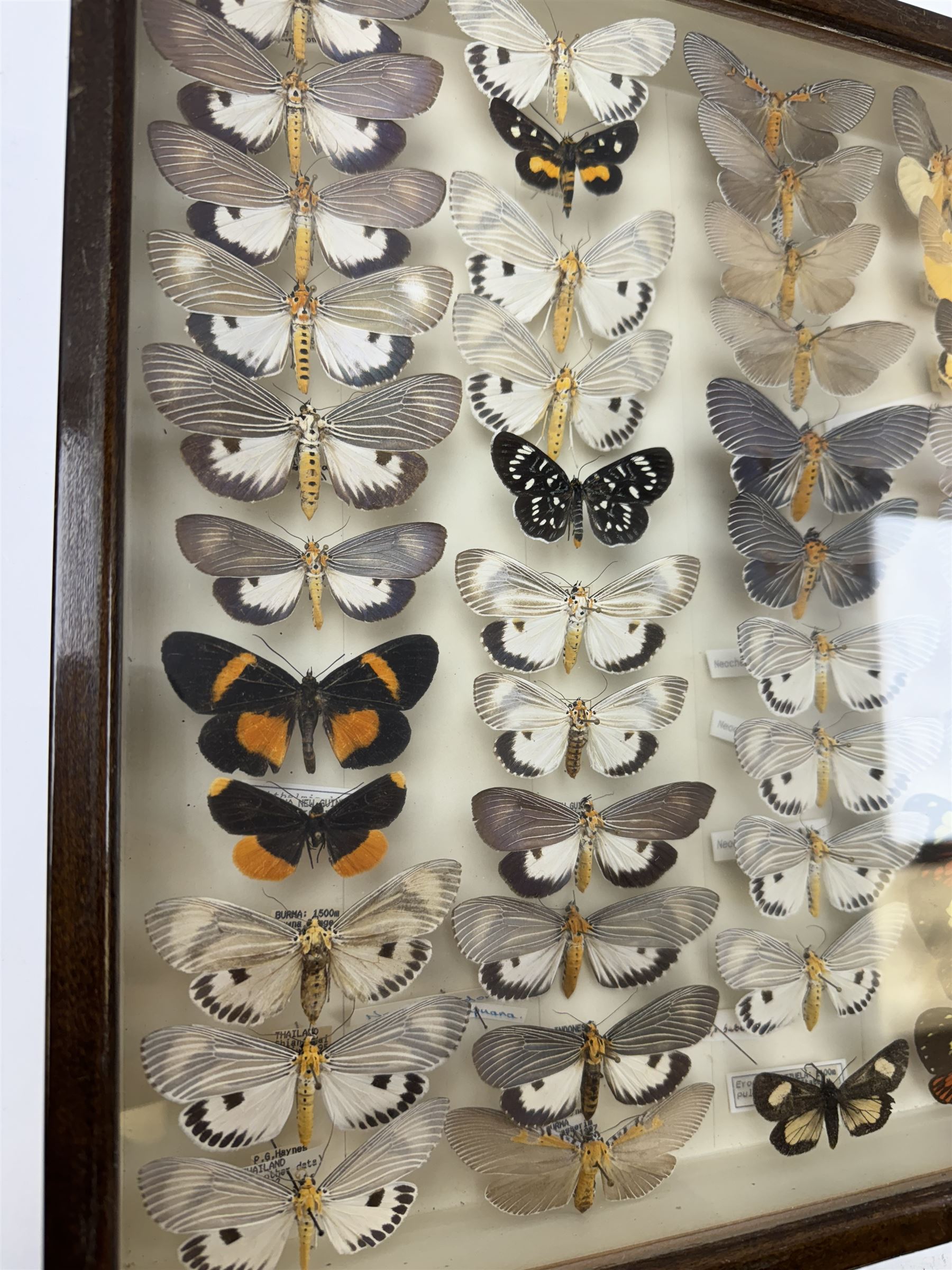 Entomology: Single glazed display of moths, circa 20th century, single glazed display containing sixty three various specimens, mainly Arctidae (Tiger) moths, some with attached data labels, all pinned upon foam backing and named labels, enclosed within a glazed entomology drawer, makers label to verso 'Product of J.J Hill & Son, London N.W.10', H35cm, L45cm