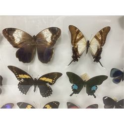 Entomology: Single glazed display of butterflies and moths, single glazed display containing twenty four specimens, including Papilip nireus, Papioio protenor, Morpho rhentenor, Vindula dejone etc, enclosed within a glazed entomology case, H50cm, W61cm