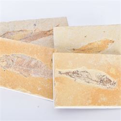 Four fossilised fish (Knightia alta) each in an individual matrix; Eocene period, location; Green River Formation, Wyoming, USA, largest H7cm, W13cm