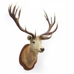 Taxidermy: Monarch Red Deer (Cervus elaphus), a large monarch stag shoulder mount looking straight ahead, 18 points (9+9), mounted upon a shaped oak shield