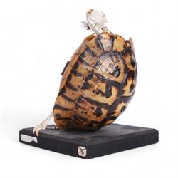 Taxidermy: Leopard Tortoise (Stigmochelys pardalis), the shell mounted upon an ebonised wooden base, with hinged mechanise opening to relieve a skeleton, H17cm  