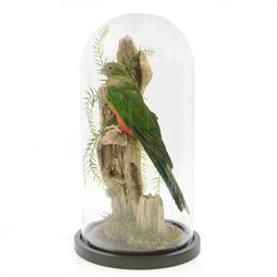 Taxidermy; Australian King Parrot (Alisterus scapularis) full adult female mount perched u...