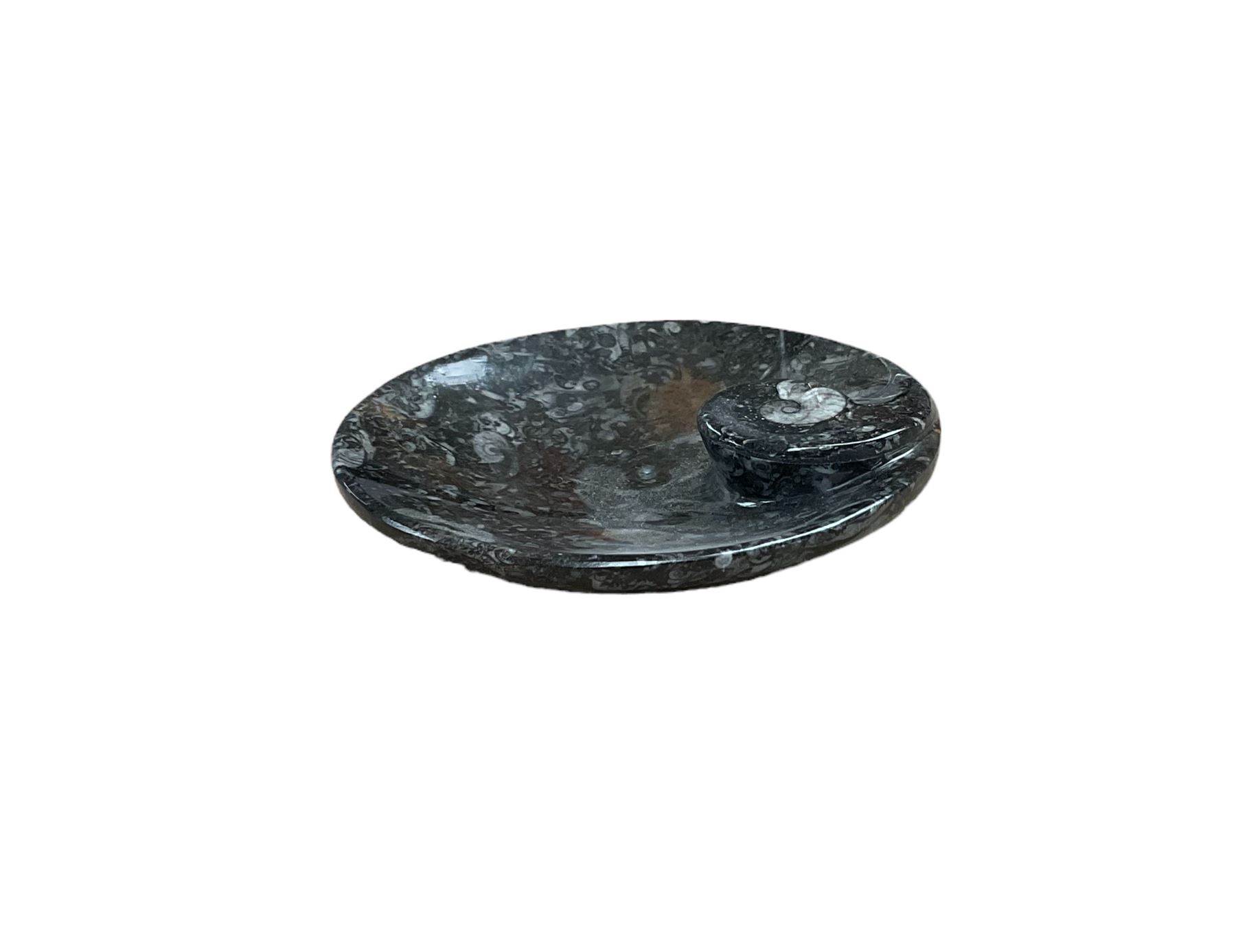 Circular dish with a raised goniatite and orthoceras and goniatite inclusions, age: Devonian period, location: Morocco, D11cm