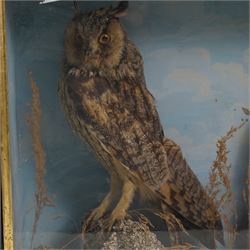 Taxidermy: Victorian pair of long-eared owls (Asio Otus), full mounts, painted backboard in glazed display case, 53cm x 38cm x 19cm