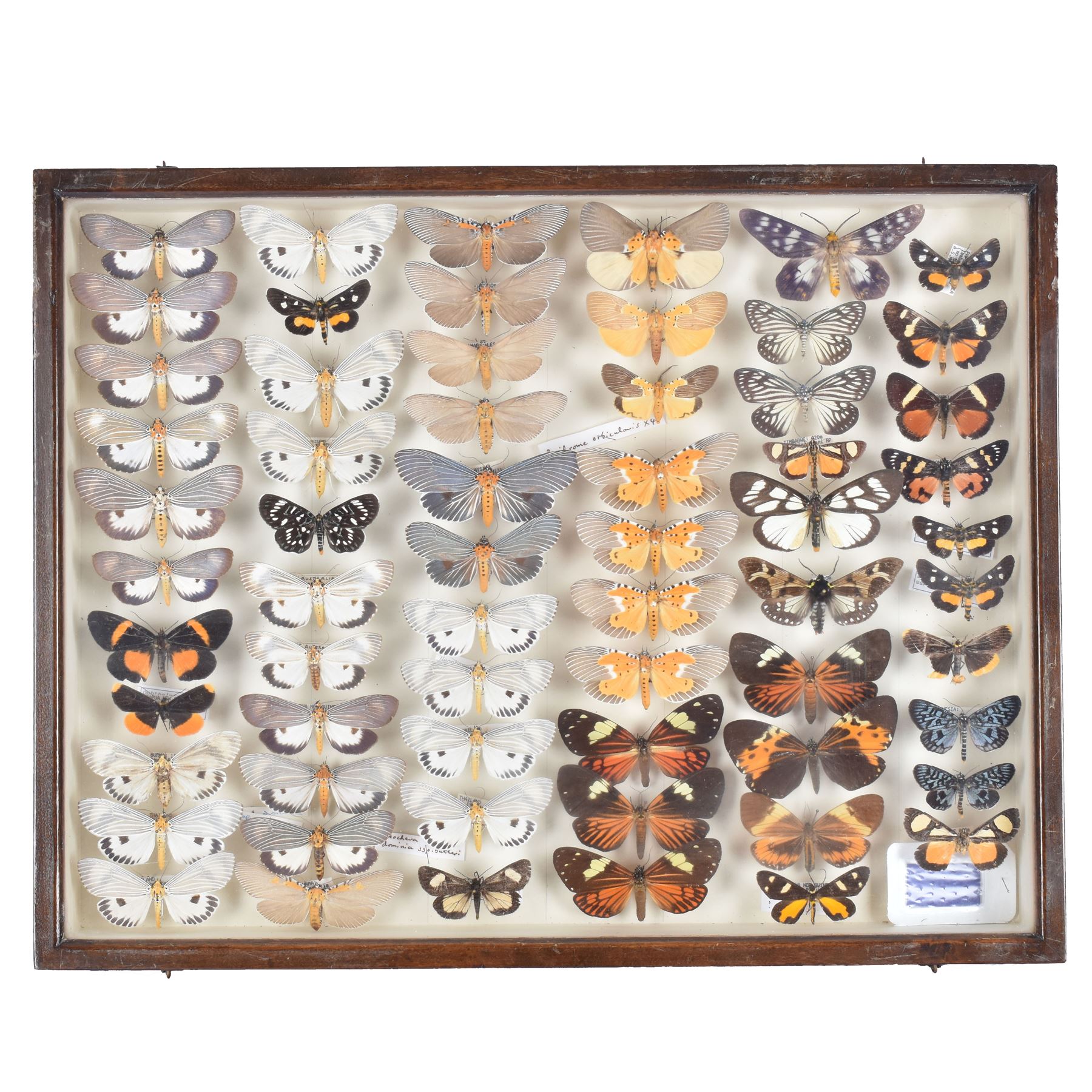 Entomology: Single glazed display of moths, circa 20th century, single glazed display containing sixty three various specimens, mainly Arctidae (Tiger) moths, some with attached data labels, all pinned upon foam backing and named labels, enclosed within a glazed entomology drawer, makers label to verso 'Product of J.J Hill & Son, London N.W.10', H35cm, L45cm