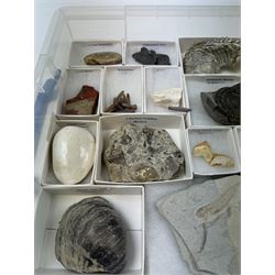 Collection of seventeen various fossils, including alethopteris fern, Whitby ammonite, crow shark teeth, sea lilly etc 