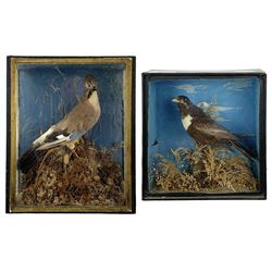 Taxidermy: Cased Ring Ouzel (Turdus torquatus) and a cased Eurasian jay (Garrulus glandarius), both full mounts perched on naturalistic grounds and set against a pale blue painted back board, in ebonised cases. H29cm, W27.5cm, D11.5cm and H41.5cm, W34.5cm, D16cm (2)