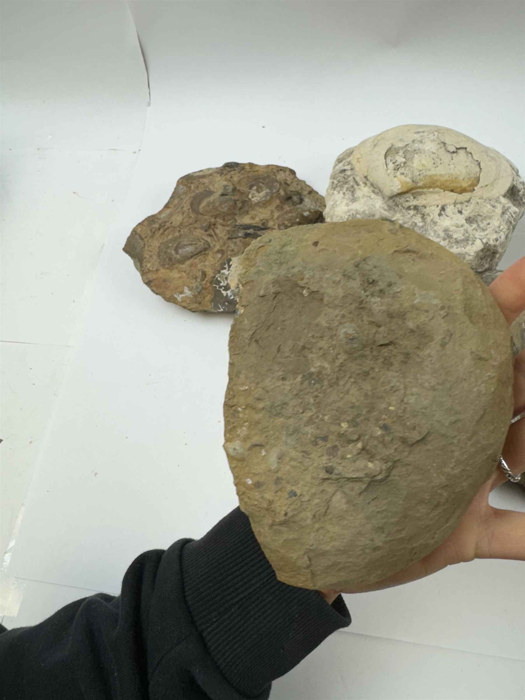 Six shell fossils, including devils toenail (Gryphaea arcuata), Venericardia etc, location Scunthorpe 