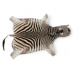 Skins/hides: Zebra skin (Equus Quagga), adult flank hide with head, tail and shortened lim...