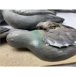 Fourteen Wood Pigeon decoys, together with camouflage netting