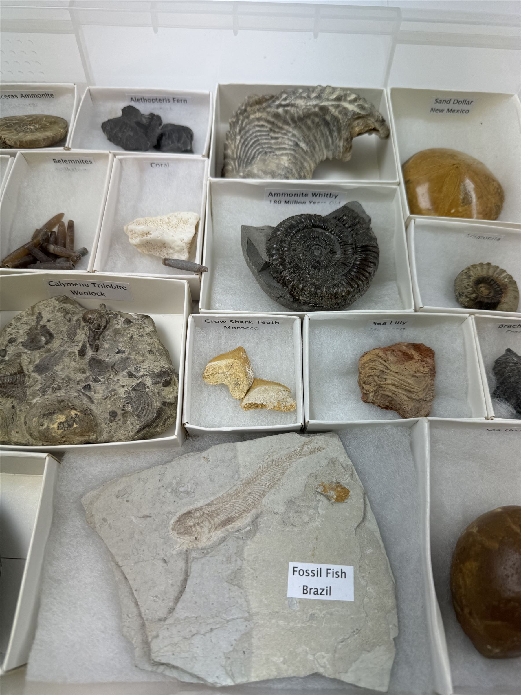 Collection of seventeen various fossils, including alethopteris fern, Whitby ammonite, crow shark teeth, sea lilly etc 