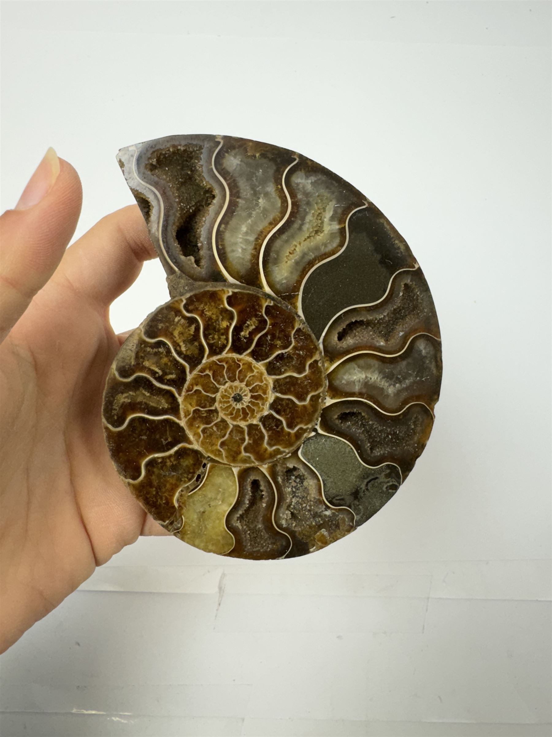 Pair of Cleoniceras ammonite fossil slices, with polished finish, age: Cretaceous period, location: Madagascar, D12cm