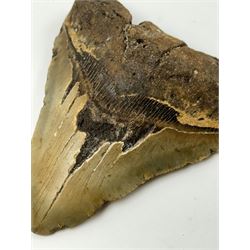 Large Megalodon (Otodus Megalodon) tooth fossil, with fine serrations age; Miocene period location; Java, Indonisia, H10.5cm, W11cm Notes; Believed to have grown as large as 18 metres, the Megalodon was the largest shark and one of the most dominant marine predators ever to have existed. It roamed the ancient seas for around 20 million years until their extinction around 3.6 million years ago. Megalodon teeth vary in colour and ton. influenced and coloured over the millennia by the conditions in which they are preserved