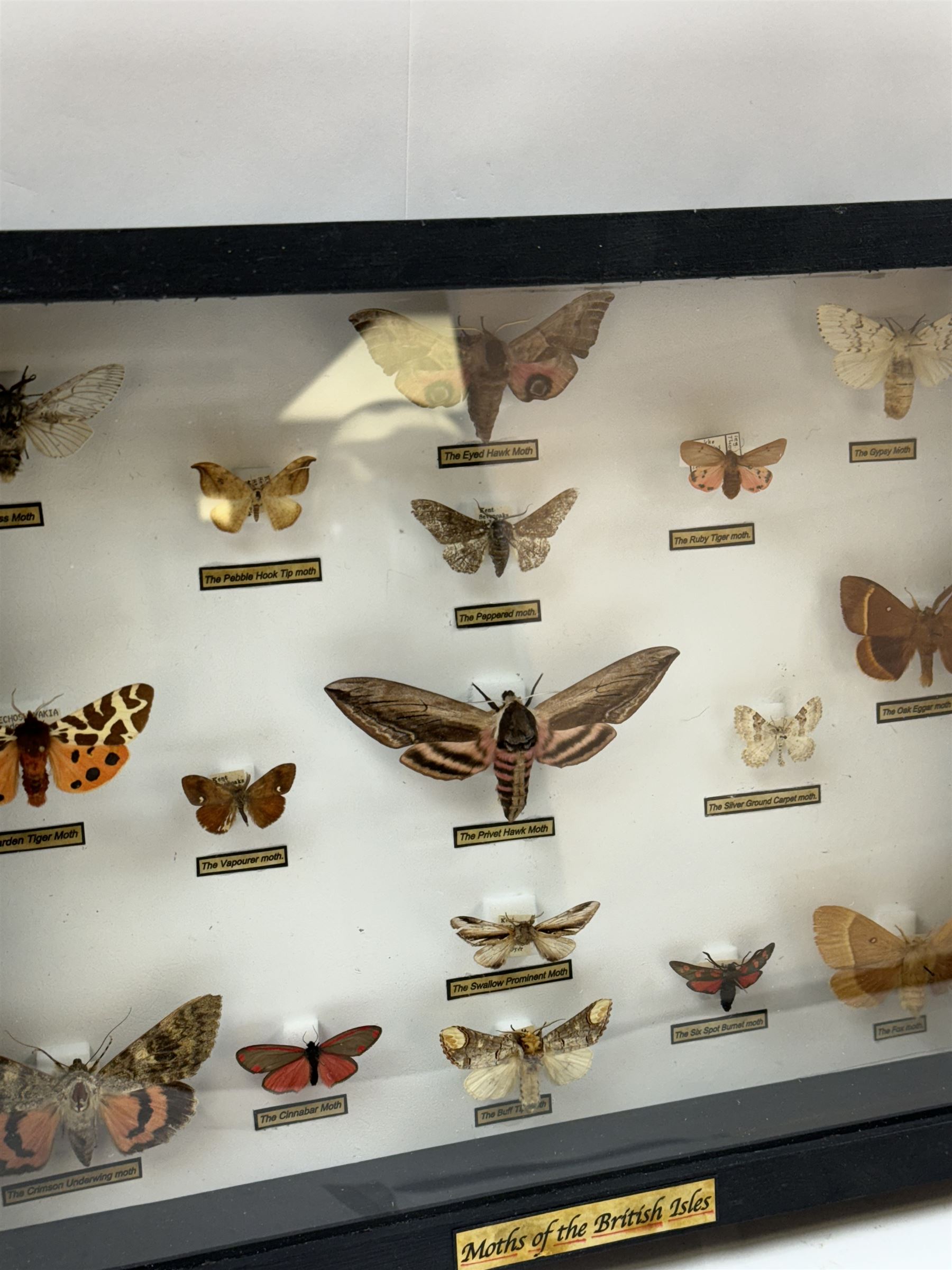 Entomology: Single glazed display of Moths of the British Isles, circa 20th century, single glazed display containing seventeen various specimens, including Privet Hawk moth, Eyed Hawk moth, Fox moth, some with attached data labels, all pinned upon foam backing and named labels, enclosed within a glazed ebonised display case, H28cm, L39cm