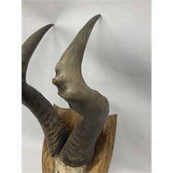 Antlers/Horns: Pair of Hartebeest (Alcelaphus buselaphus) horns with upper skull, mounter upon a wooden shield, H54 