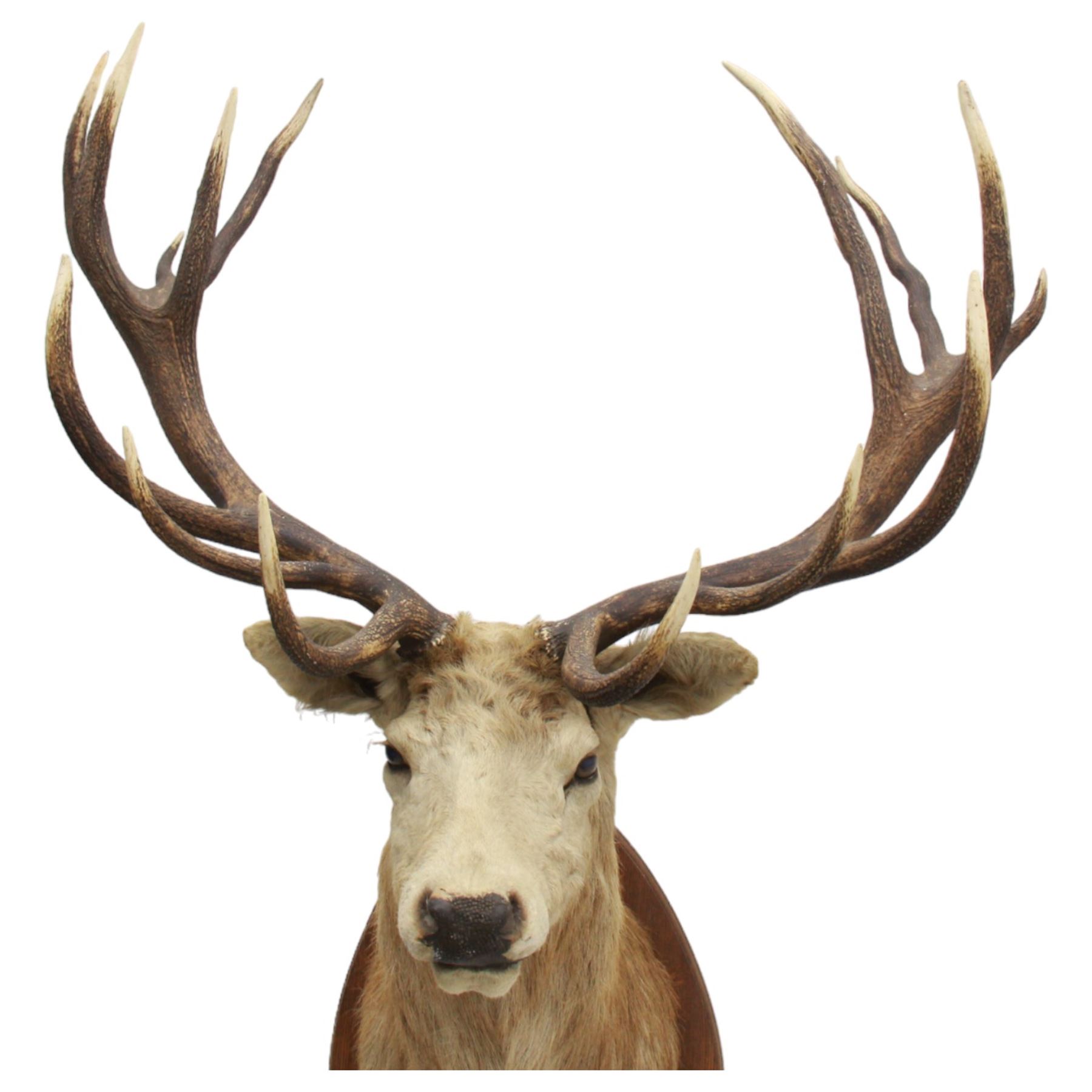 Taxidermy: Monarch Red Deer (Cervus elaphus), a large monarch stag shoulder mount looking straight ahead, 18 points (9+9), mounted upon a shaped oak shield