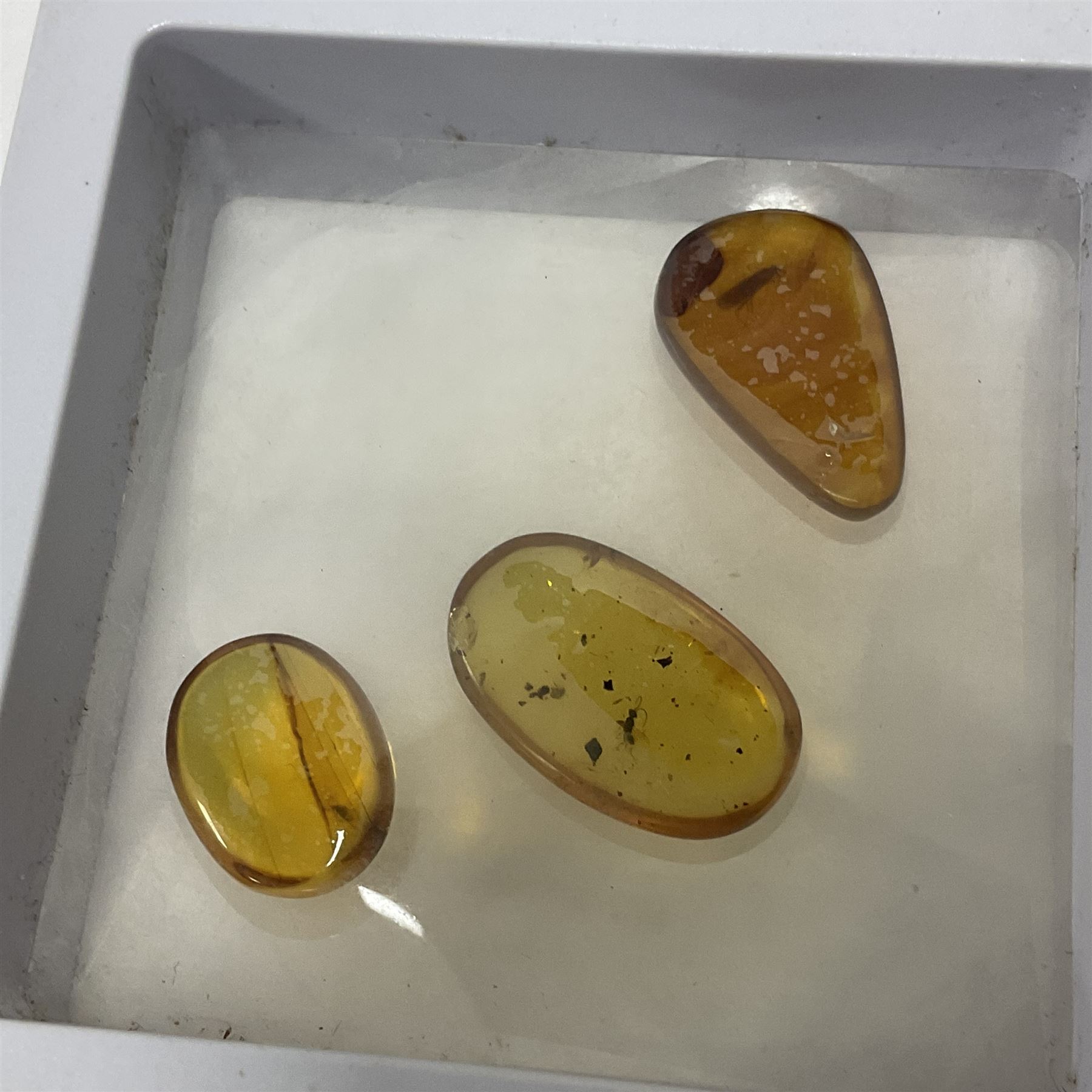 Seven polished amber samples, some with insect inclusions