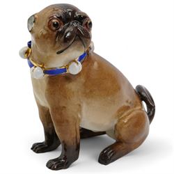 German porcelain model of a Pug, wearing a blue and gilt collar with bells, after J J Kändler, H12cm 