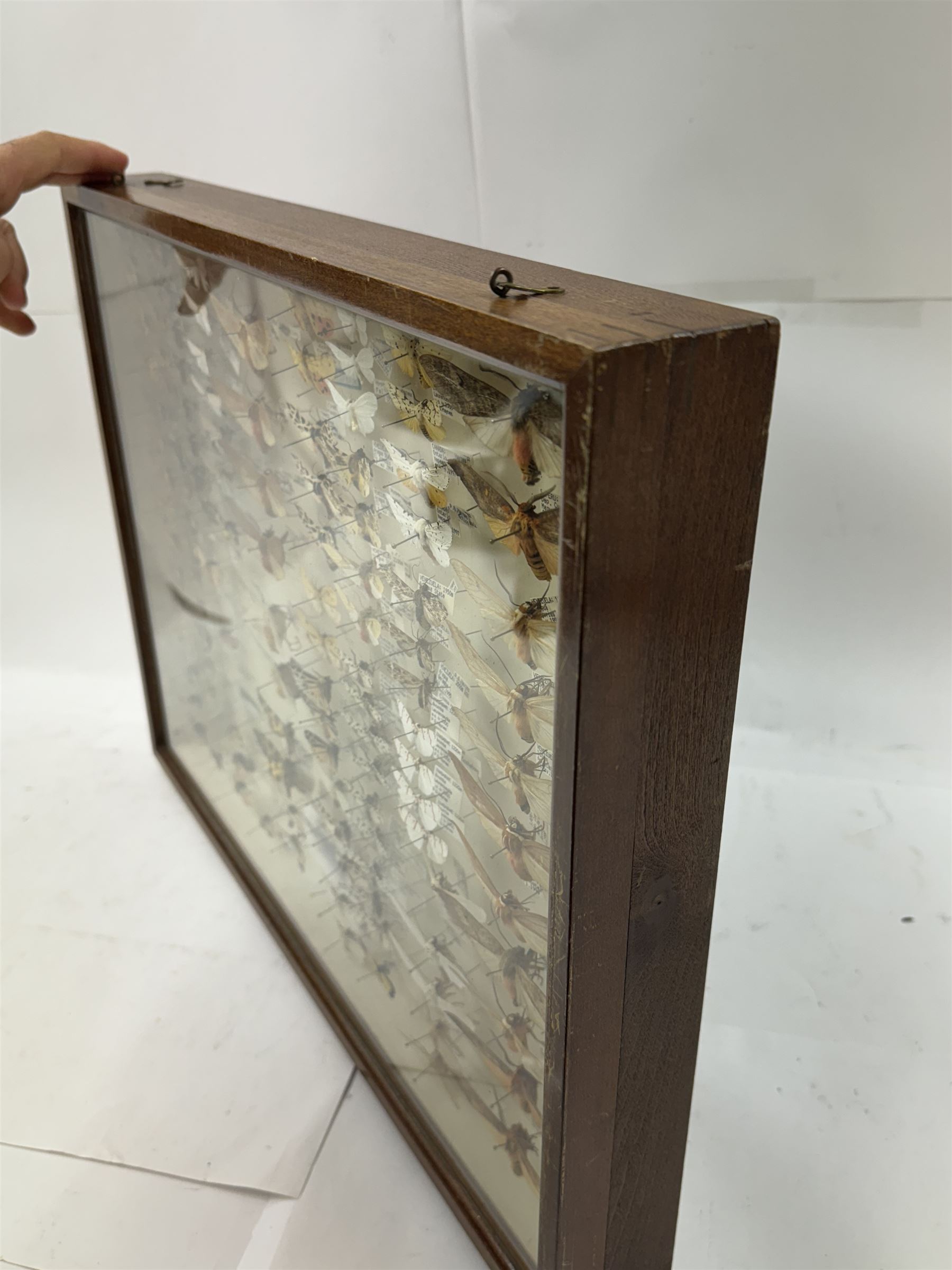 Entomology: Single glazed display of moths, circa 20th century, single glazed display containing one hundred and twenty two various specimens, mainly Arctidae (Tiger) moths, with attached data labels, all pinned upon foam backing and named labels, enclosed within a glazed entomology drawer,  H35cm, L45cm