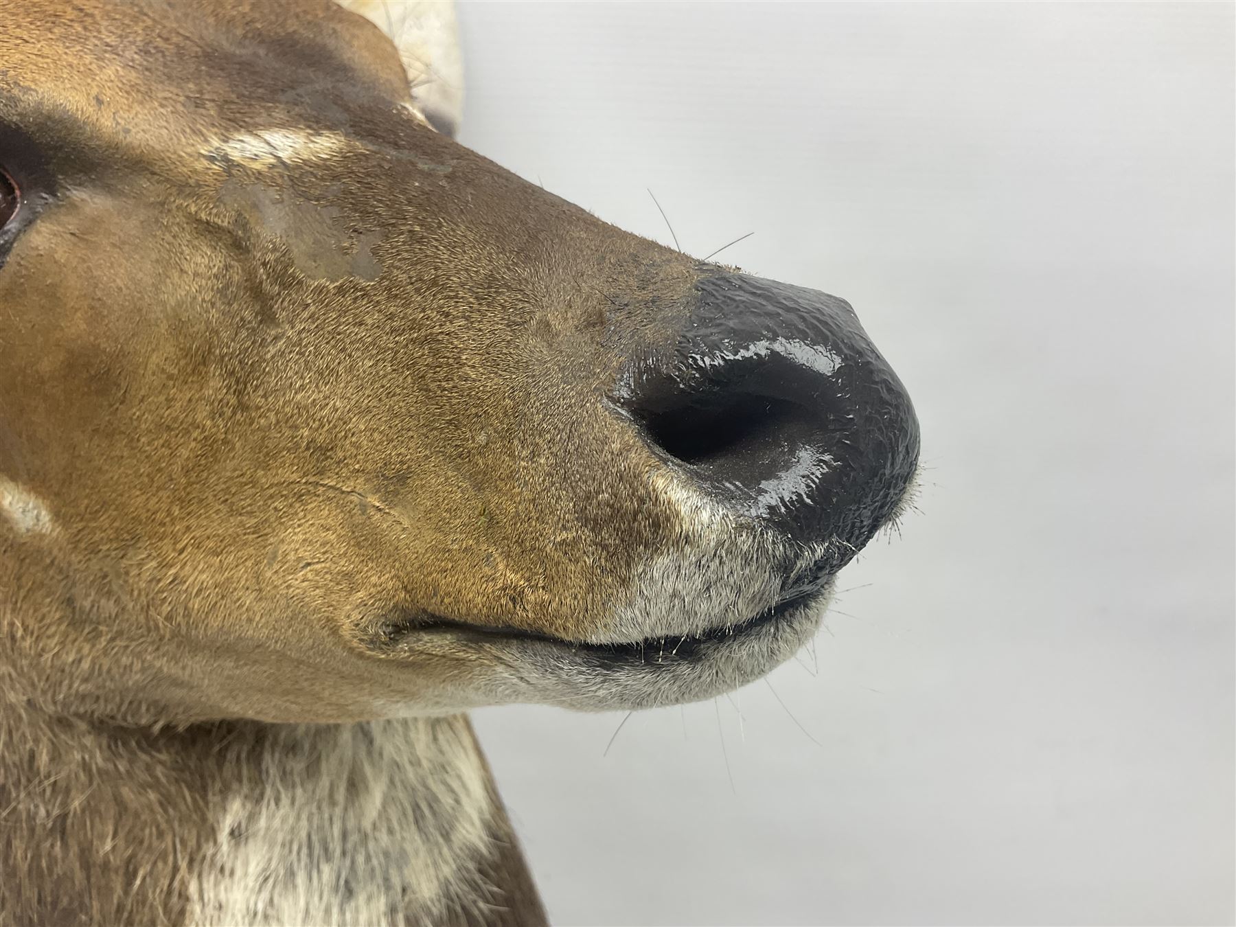 Taxidermy: Cape Bushbuck (Tragelaphus sylvaticus), an adult shoulder mount looking straight ahead, H80cm