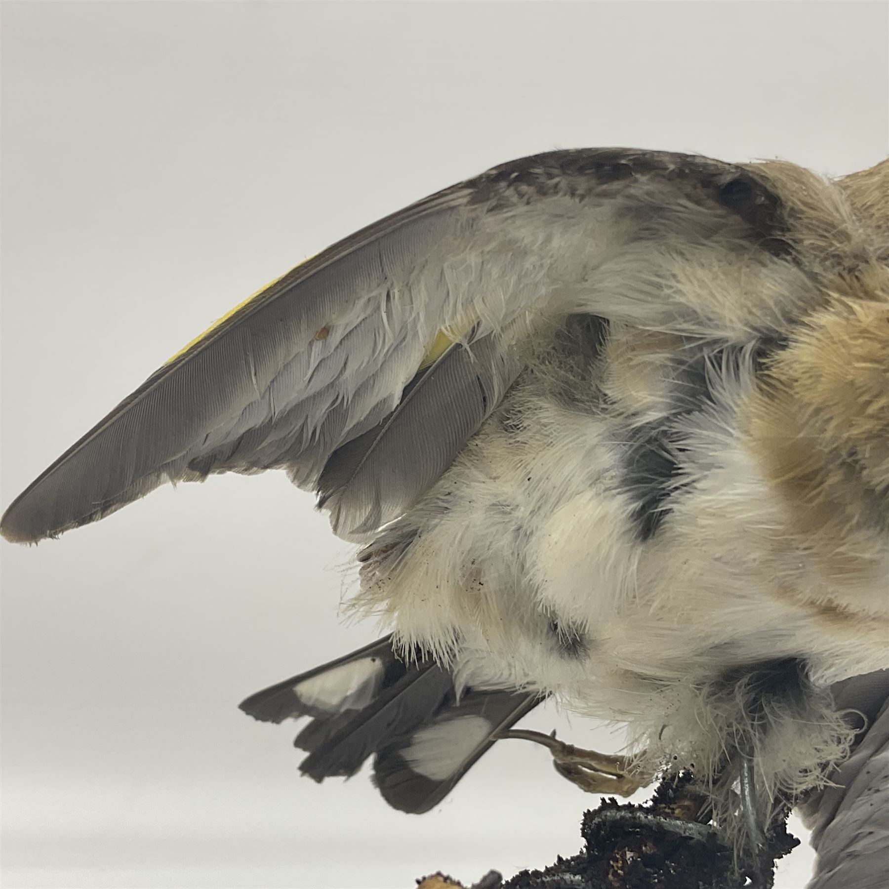 Taxidermy: European Goldfinch (Carduelis carduelis), on open display preparing to take flight, H21cm