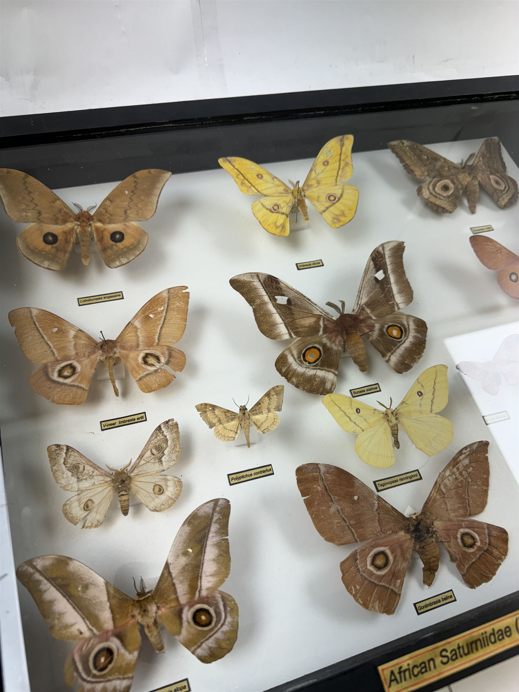 Entomology: Single glazed display of African Saturniidae (Emperors) moths, circa 20th century, single glazed display containing fourteen various specimens, some with attached data labels, all pinned upon foam backing and named labels, enclosed within a glazed ebonised display case, H39cm, L50cm