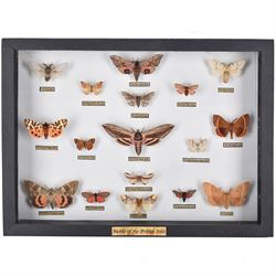 Entomology: Single glazed display of Moths of the British Isles, circa 20th century, single glazed display containing seventeen various specimens, including Privet Hawk moth, Eyed Hawk moth, Fox moth, some with attached data labels, all pinned upon foam backing and named labels, enclosed within a glazed ebonised display case, H28cm, L39cm