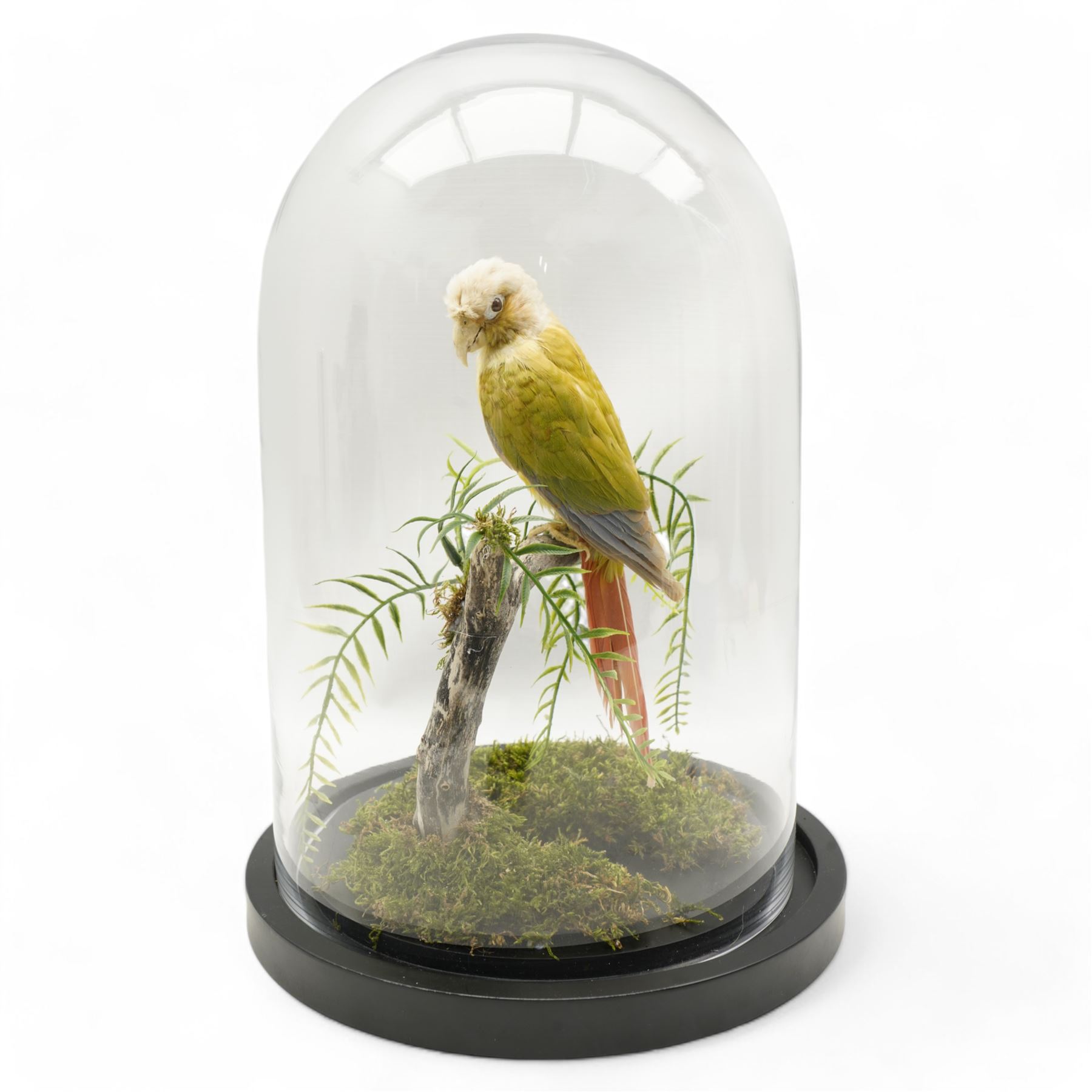 Taxidermy: Cinnamon Green-Cheeked Conure (Pyrrhura Molinae), full adult mount upon a branch in a naturalistic setting, enclosed within a glass dome H40cm - UK Sale only