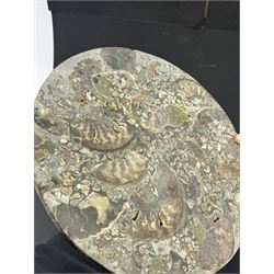 Polished ammonite plate, formed of individual ammonites age; Jurassic period, D27cm