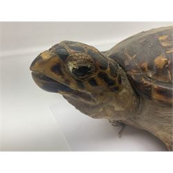 Taxidermy: Hawksbill Sea Turtle (Eretmochelys imbricata), juvenile full mount, beak to shell base, 40cm