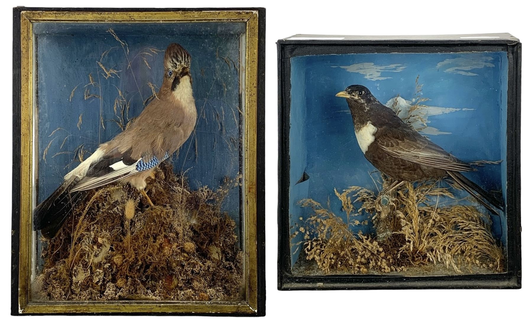 Taxidermy: Cased Ring Ouzel (Turdus torquatus) and a cased Eurasian jay (Garrulus glandarius), both full mounts perched on naturalistic grounds and set against a pale blue painted back board, in ebonised cases. H29cm, W27.5cm, D11.5cm and H41.5cm, W34.5cm, D16cm (2)