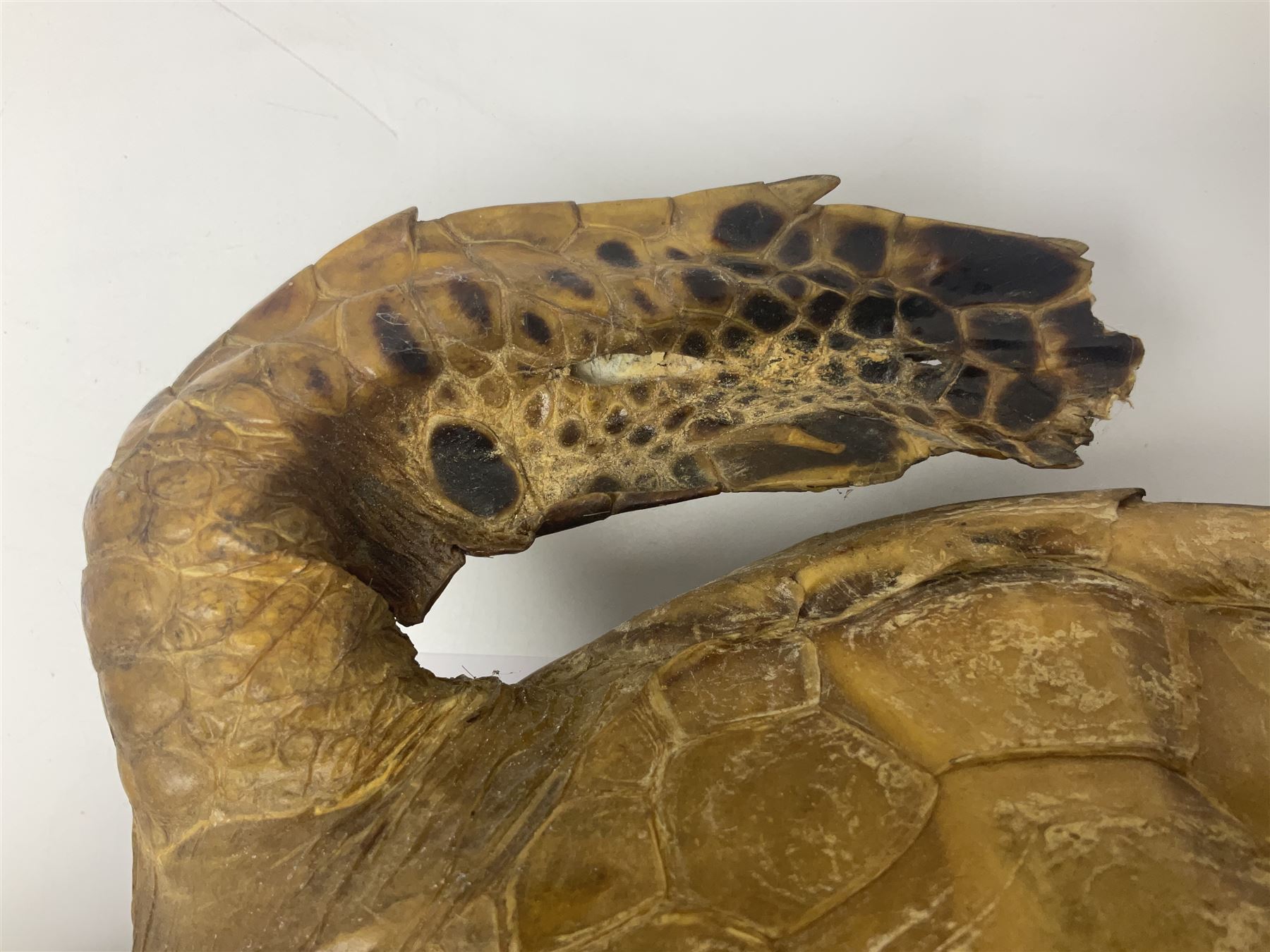 Taxidermy: Hawksbill Sea Turtle (Eretmochelys imbricata), juvenile full mount, beak to shell base, 40cm