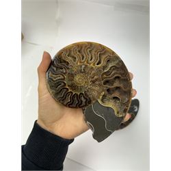 Pair of Cleoniceras ammonite fossil slices, with polished finish, age: Cretaceous period, location: Madagascar, D14cm