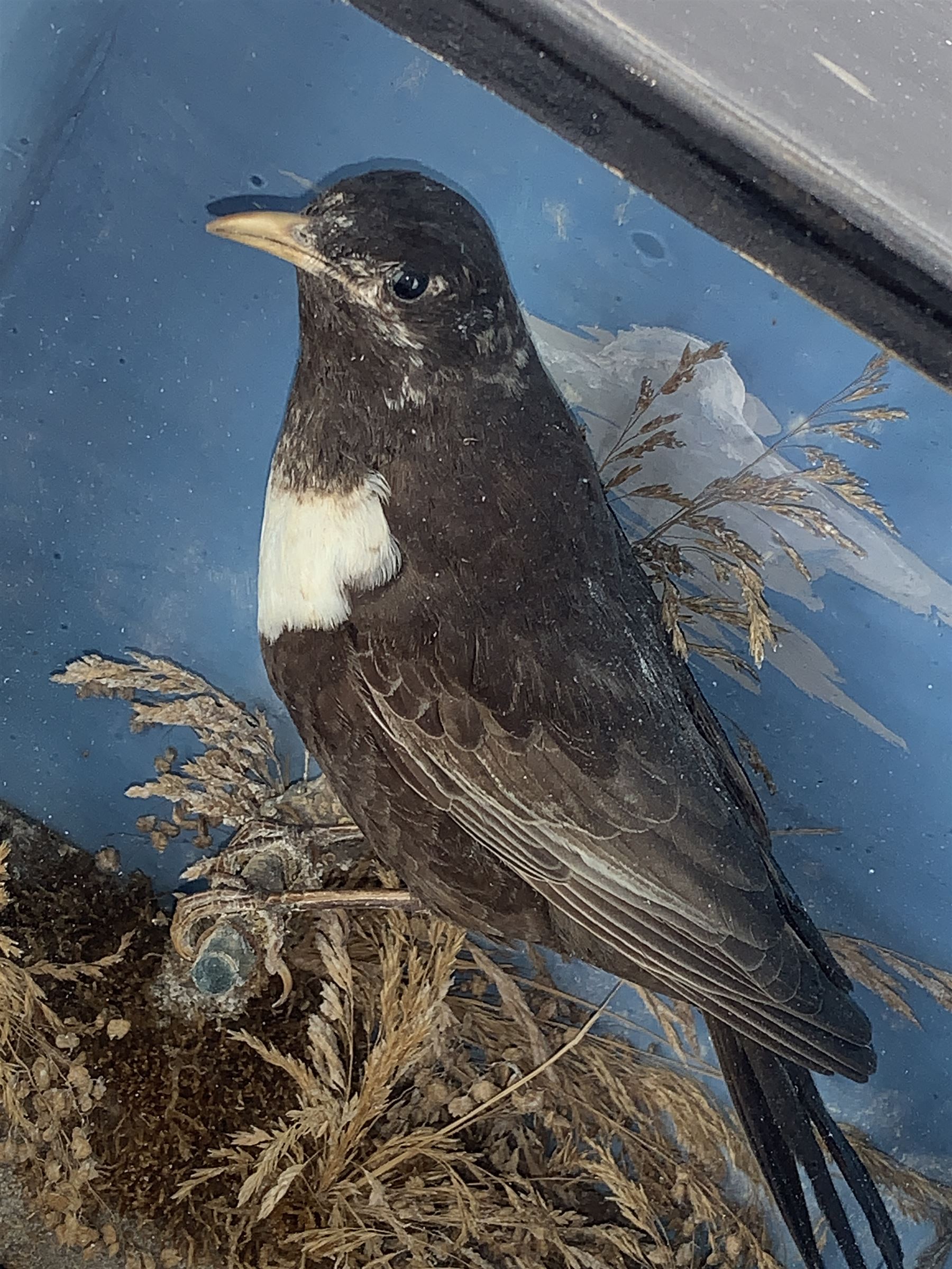 Taxidermy: Cased Ring Ouzel (Turdus torquatus) and a cased Eurasian jay (Garrulus glandarius), both full mounts perched on naturalistic grounds and set against a pale blue painted back board, in ebonised cases. H29cm, W27.5cm, D11.5cm and H41.5cm, W34.5cm, D16cm (2)