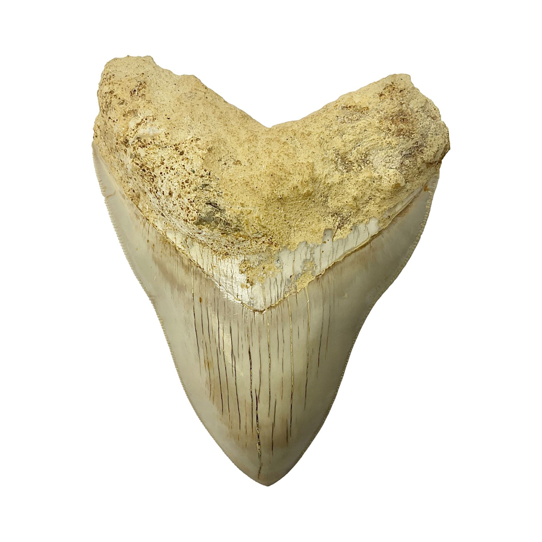 Large Megalodon (Otodus Megalodon) tooth fossil, with fine serrations, age; Miocene period, H11.5cm, W9cm

Notes; Believed to have grown as large as 18 metres, the Megalodon was the largest shark and one of the most dominant marine predators ever to have existed. It roamed the ancient seas for around 20 million years until their extinction around 3.6 million years ago.  Megalodon teeth vary in colour and ton. influenced and coloured over the millennia by the conditions in which they are preserved