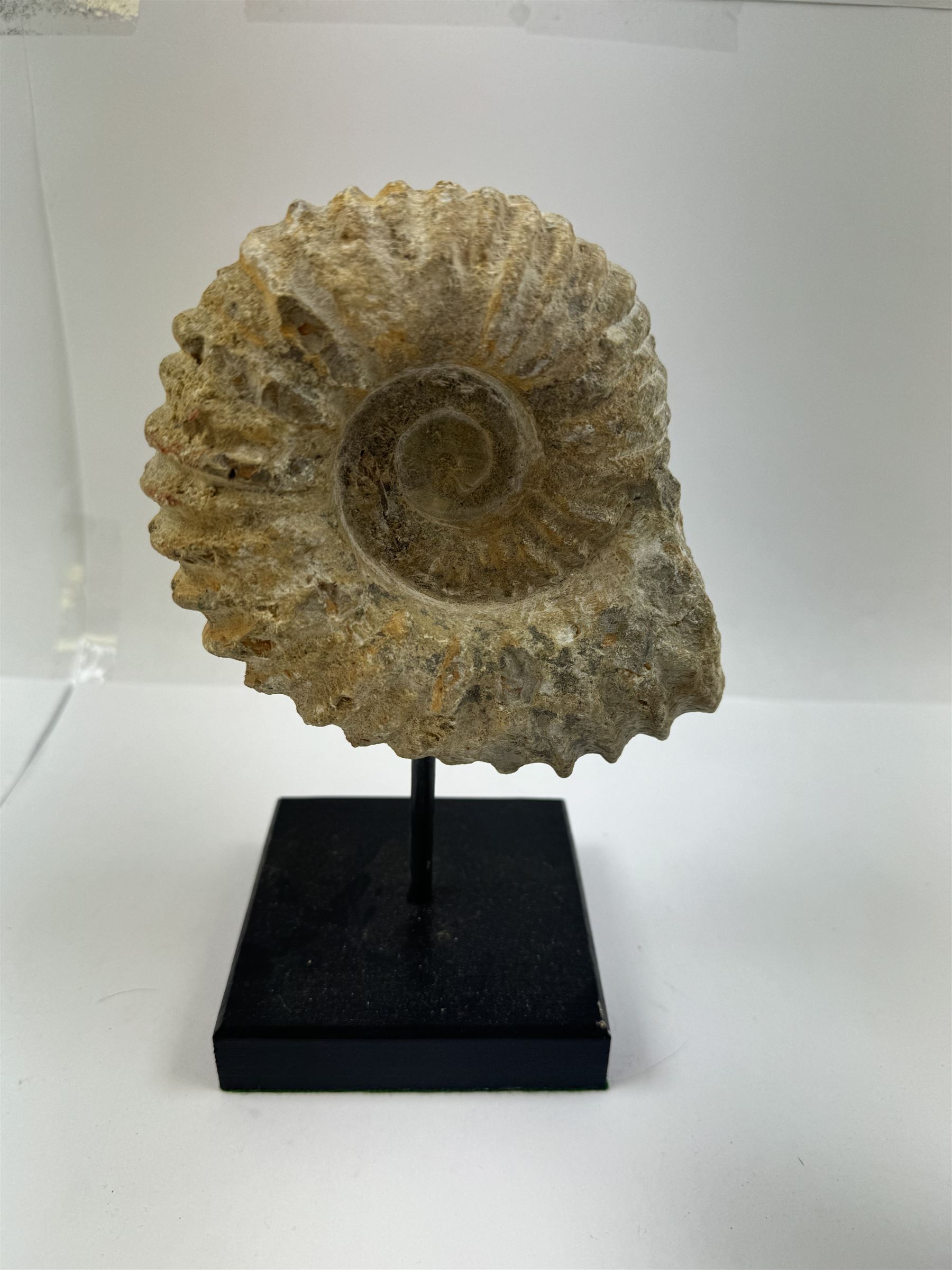 Pair of ammonite fossils, each individually mounted upon a rectangular wooden base, age; Cretaceous period, location; Morocco, H20cm