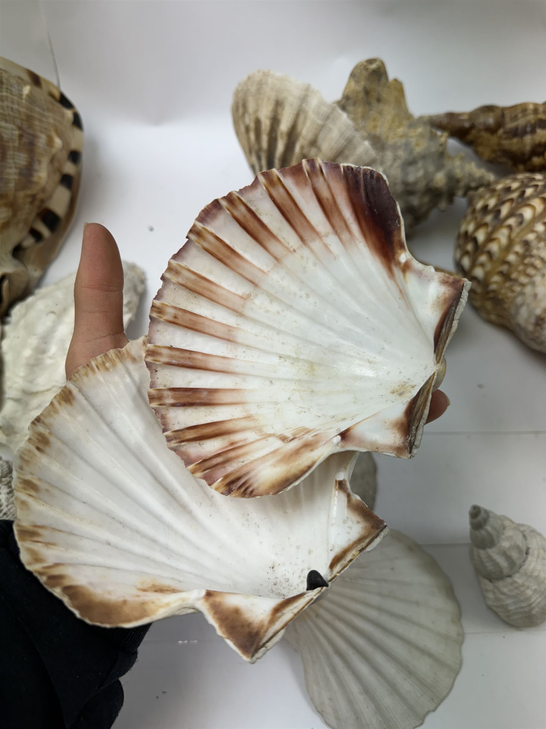 Conchology: selection of shells, including mother of pearl Turbo Marmaratus shell, Conch shells, Triton shell etc 