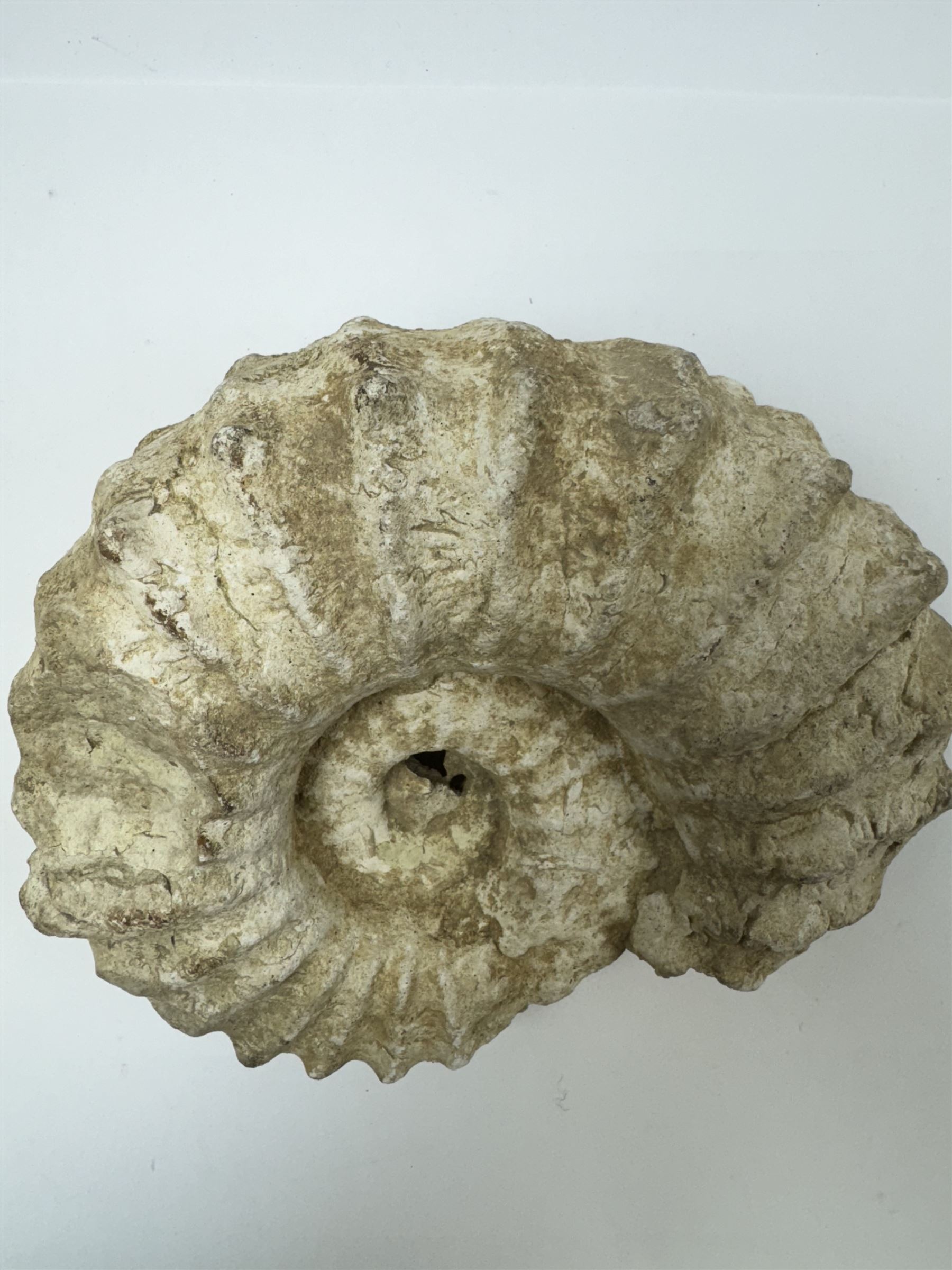 Ammonite fossil, age; Cretaceous period, location; Morocco, W20cm