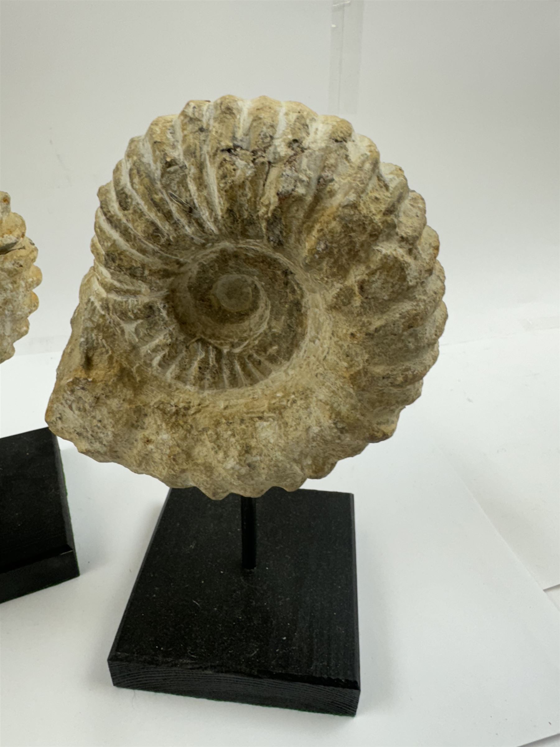 Pair of ammonite fossils, each individually mounted upon a rectangular wooden base, age; Cretaceous period, location; Morocco, H20cm