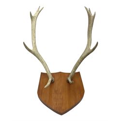 Antlers/Horns: Deer Antlers, ten point antlers, mounted upon a carved and pierced shield