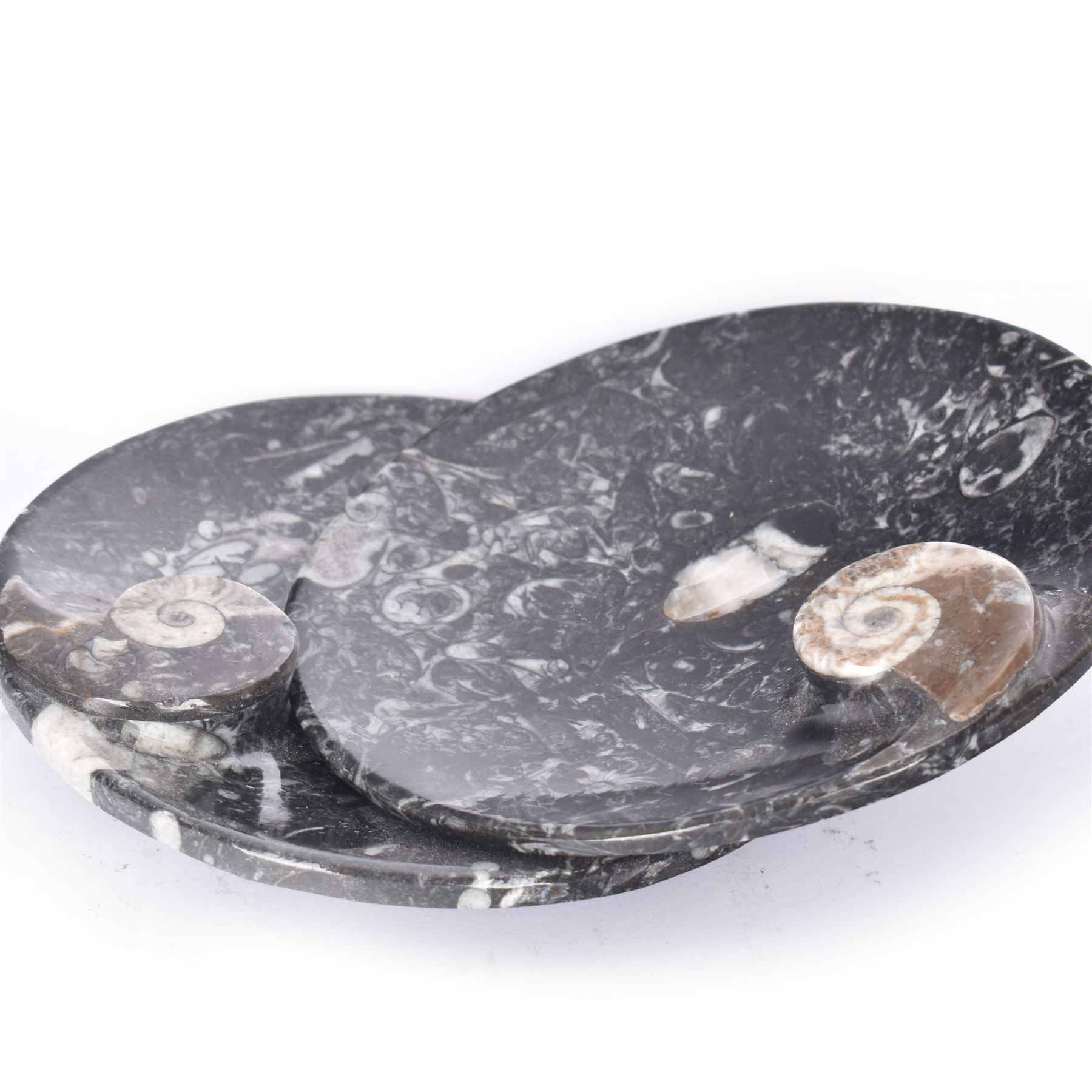 Pair of circular dishes with a raised goniatite and orthoceras and goniatite inclusions, age: Devonian period, location: Morocco, D11cm