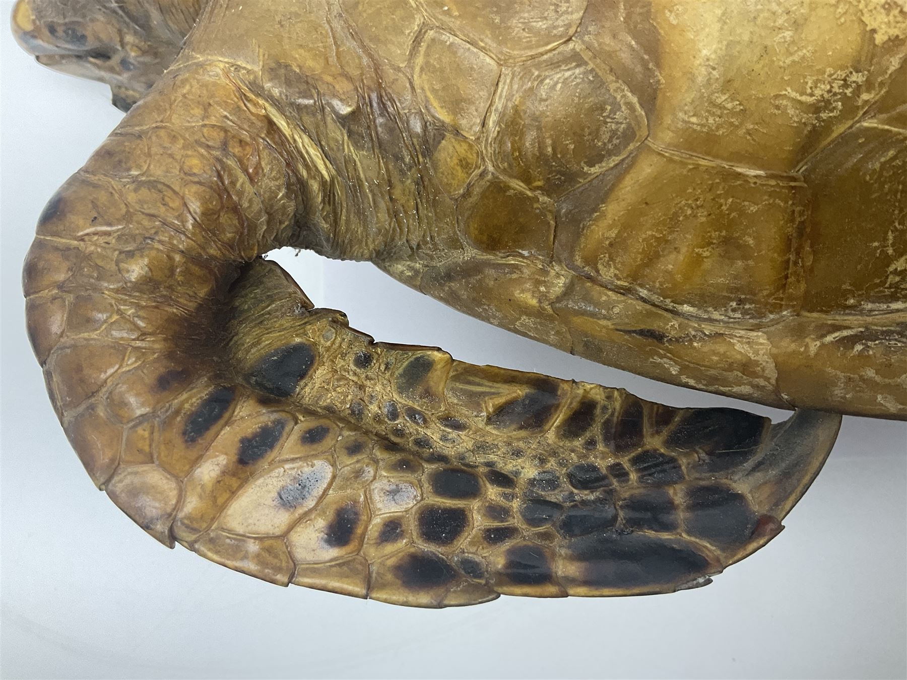 Taxidermy: Hawksbill Sea Turtle (Eretmochelys imbricata), juvenile full mount, beak to shell base, 40cm