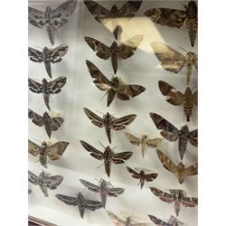 Entomology: Single glazed display of Hawk (Sphingidae) moths, circa 20th century, single glazed display containing thirty various specimens, maily with attached data labels, all pinned upon foam backing and named labels, enclosed within a glazed entomology drawer,  H35cm, L45cm