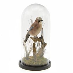 Taxidermy; Cased European Jay (Garrulus glandarius), full adult mount perched upon a branc...