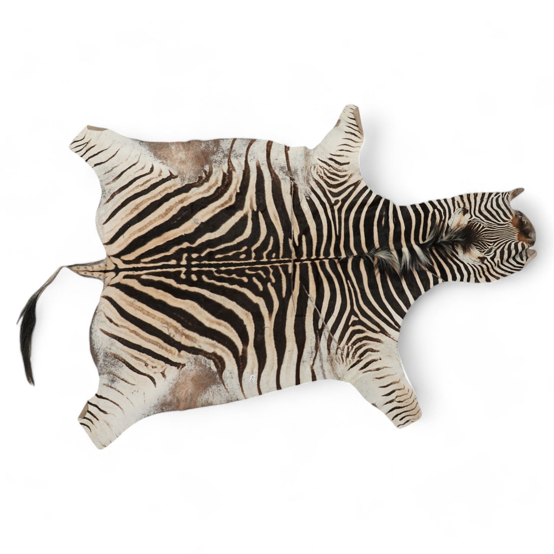 Skins/hides: Zebra skin (Equus Quagga), adult flank hide with head, tail and shortened limbs   L266cm 